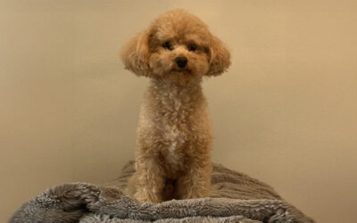 Pause Like a Pro: Lessons from My Dog on Stillness and Success