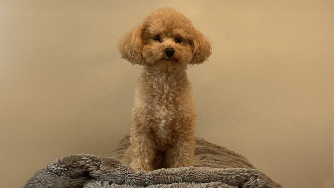 Pause Like a Pro: Lessons from My Dog on Stillness and Success